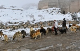 Başkent'te ortak akıl sokak hayvanları için de devrede