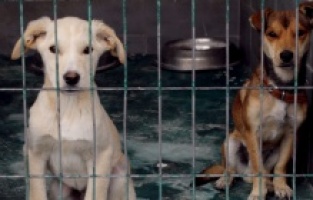 Çankaya Belediyesi 408 sokak hayvanını yuvaya kavuşturdu