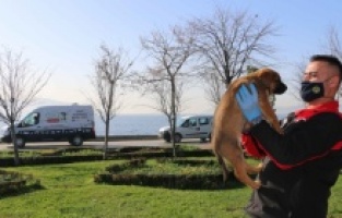Kartal Belediyesi, 4 günlük kısıtlamada sokak hayvanlarını unutmadı
