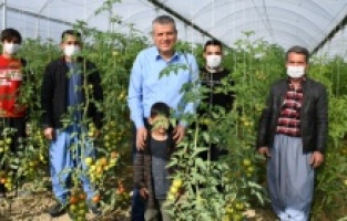 "Mağdur domates üreticisi çözüm bekliyor"