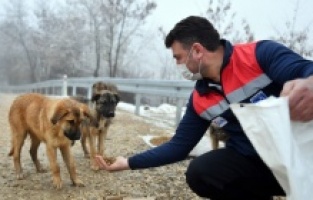 Mansur Yavaş: "Hiçbir canlıyı aç bırakmayacağız"