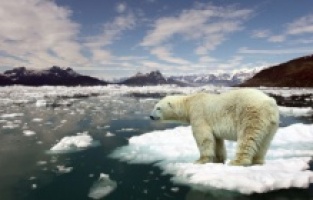 “İklim krizi, sadece o kutup ayısının sorunu değil”