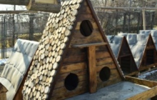 Ankara'da Büyükşehir'den can dostlara çevreci yuvalar