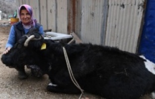 Uçuruma yuvarlanan inek, belediye ekiplerince kurtarıldı