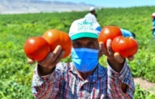 Başkent çiftçisine sebze fidesi desteği