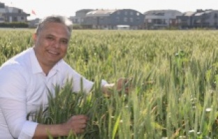 Buğdaylar başak verdi