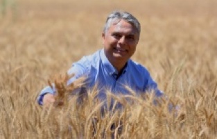 Antalya’nın kalbinde sapsarı buğday tarlası