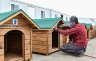 Başkent'te sokak hayvanları için sıcak yuva