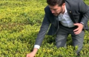 Çayda kota-kontenjan sorunu Meclis'te