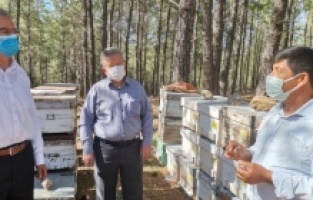 "Bal ve zeytine maden için kıymayın!"