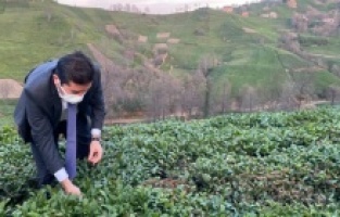 "Çay üreticilerimizin derdi kota, kontenjan ve sahipsizlik!"