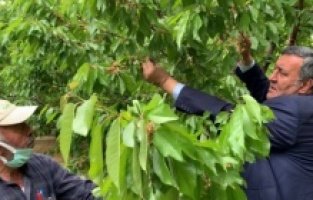 Dünyaca ünlü Ulukışla kirazında yüzde 70 verim kaybı var