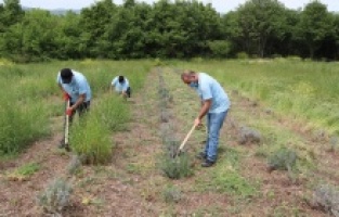 İzmit’i lavanta kokusu sarmaya başladı