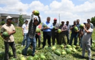 Karpuz üreticileri isyan etti