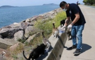 Sokak Canları Kartal Belediyesi’ne Emanet