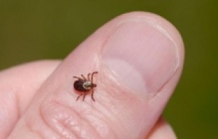 CHP’li Karasu artan kene vakalarına dikkat çekti