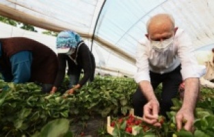 Kılıçdaroğlu, çiftçilerle birlikte çilek hasadı yaptı