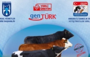 Ankara'da bir destek de büyükbaş hayvan üreticilerine