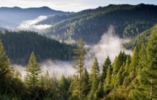 Antalya'da ormanlık alanlara giriş yasaklandı!