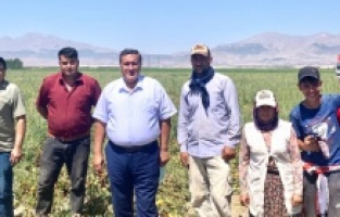 “Domates üreticisi, maliyeti kurtardığına bile seviniyor”