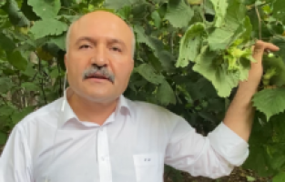 İyi Parti'den fındık açıklaması: "İtalyanları memnun edecek fiyat!"