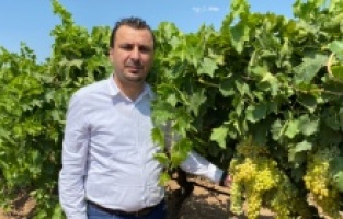 “Üzüm fiyatı bu sene 17 TL’nin altında olmamalı"