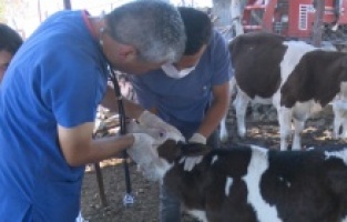 Yangından etkilenen hayvanlara tedavi ve yem  desteği