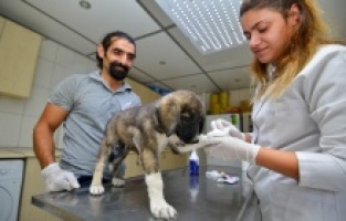 Yangından kurtarılan hayvanların sağlık durumları iyi