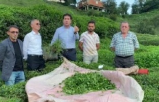 "Çay üreticisinin feryadını duyun"