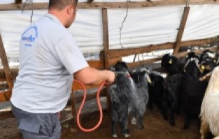 Konyaaltı Belediyesi’nden hayvan üreticilerine ilaçlama desteği