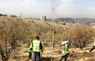 Bademlidere'ye 20 bin ağaç!