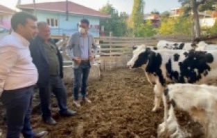 "3000 Euro'ya ithal edilen hayvanlar kesime gidiyor”