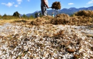 Konyaaltı Belediyesi Çandır fasulyesinin hasadını tamamladı