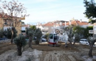 Kuşadası Belediyesi yarım asırlık zeytin ağaçlarını kesilmekten kurtardı