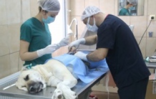 22 bin 369 sokak hayvanına tedavi