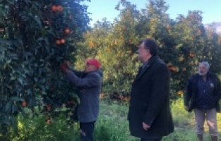 "Finike portakalı yok olma tehlikesiyle karşı karşıya"