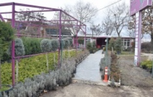 Ankara'da çiçek üreticilerinin yüzü gülüyor