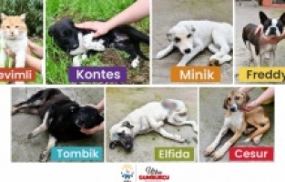 Çiğli’de tedavileri yapılan “sokak sakinlerine” yuva aranıyor