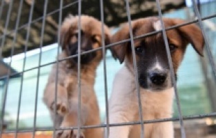 Sokak canlarına 23 ton mama