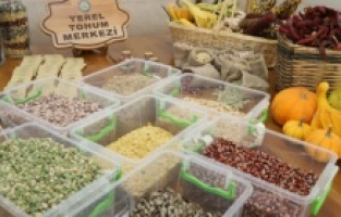 100 bin paket yerel tohum Türkiye'nin dört bir yanına dağıtılacak