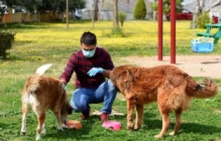 Muratpaşa’dan yerel hayvan koruma görevlisi eğitimi