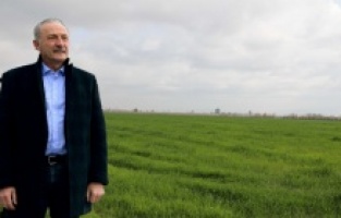 Didim Belediyesi'nin ektiği buğdaylar yeşermeye başladı