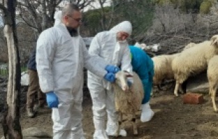 İzmit Belediyesi, üreticiye küçükbaş hayvan desteği verecek