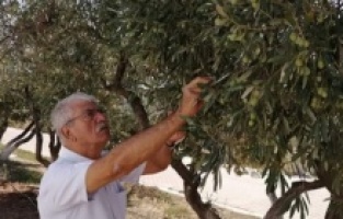 "Zeytinsiz bir Ege; Ege sayılmaz!"