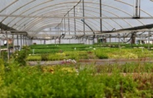 Konyaaltı çiçek açtı