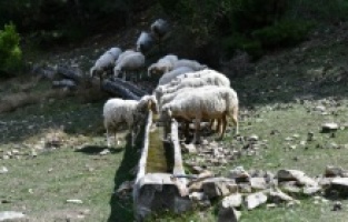 ABB, tarım ve hayvancılık projeleriyle örnek oluyor