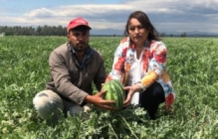 "İthal karpuz yerli üreticiye darbe vuruyor!"