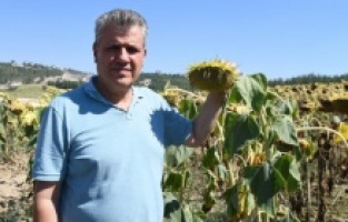 Ayhan Barut'tan ayçiçeğinde önalım çağrısı