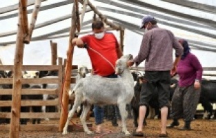 Hayvan üreticilerine destek sürüyor