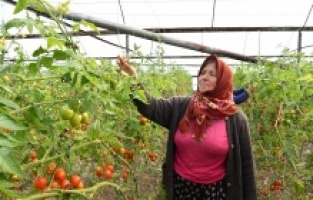 Sera üreticilerine ücretsiz yakıt desteği